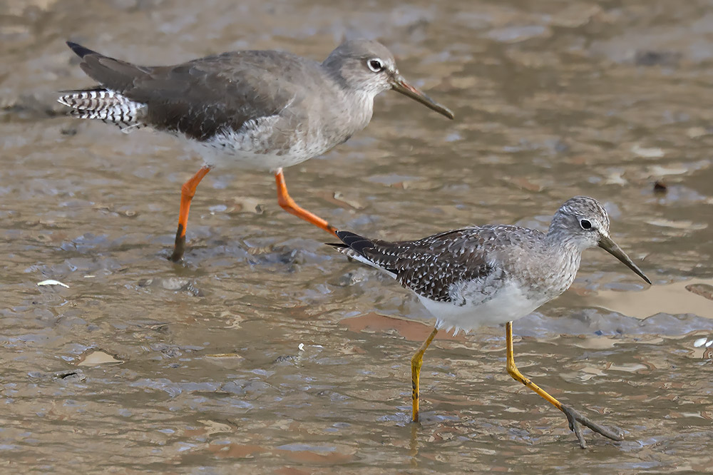 Lesser yellowlegs and redshank